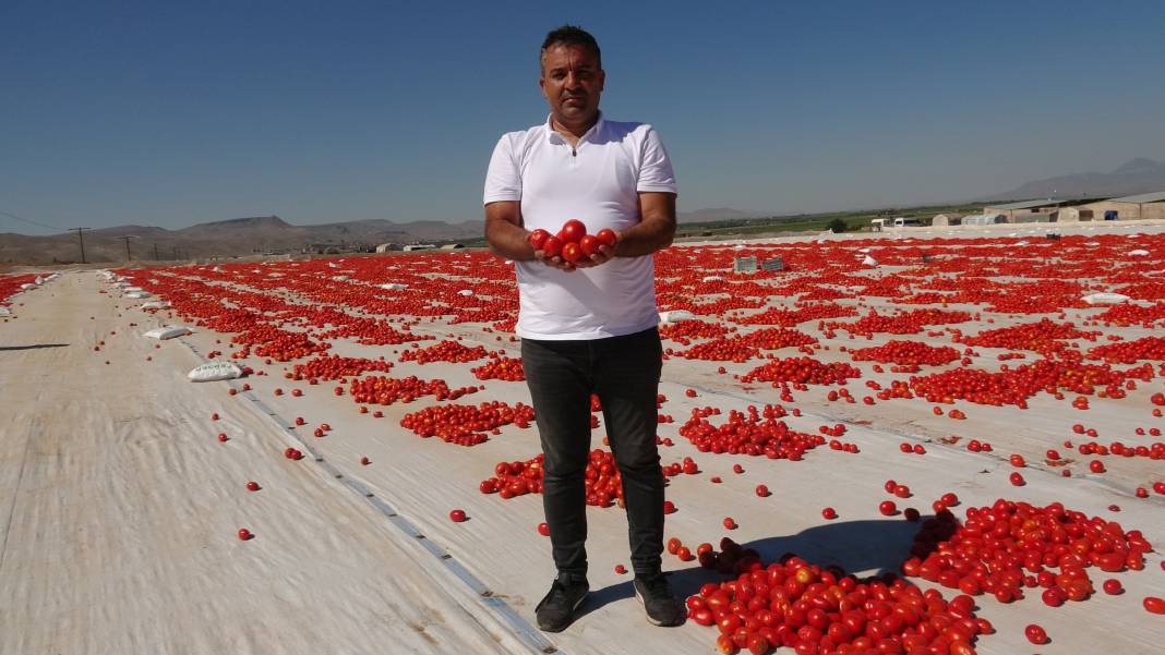 Avrupalı pizza devlerinin gözü kulağı Kayseri'deki hasatta 6